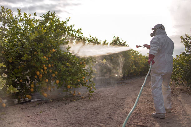 Best Flea Control Services  in Montesano, WA